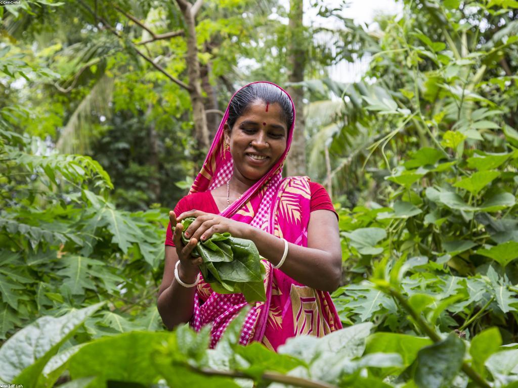 ចំណេះដឹងទូទៅអំពីអាហារនិងរ៉េននៃត្រី